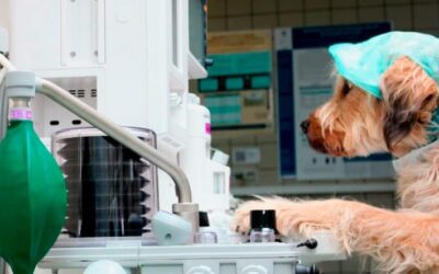 Anestesia veterinaria: avances en seguridad y bienestar