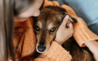 El GIST canino: una forma rara de tumor en perros