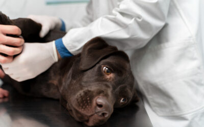 Leptospirosis