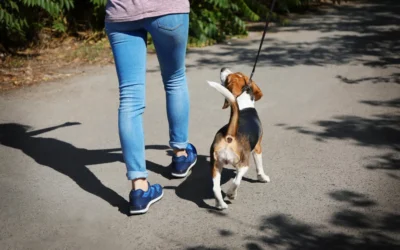 ¿Qué accesorios emplear con mi mascota cuando salgo a pasear?