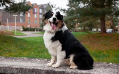 Anomalías oculares de la raza collie