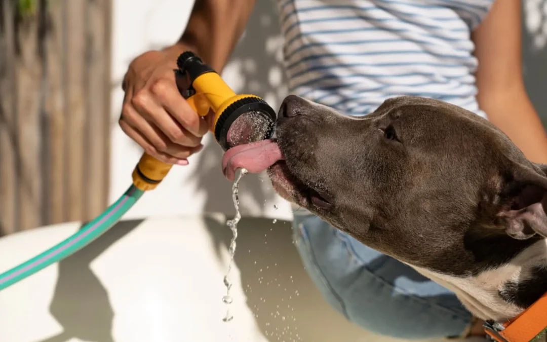 Golpe de calor en perros: cómo identificarlo y evitarlo