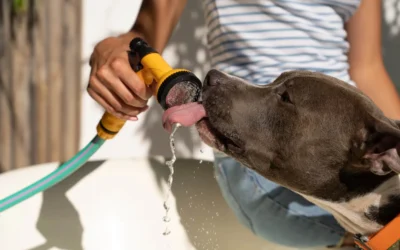 Golpe de calor en perros: cómo identificarlo y evitarlo