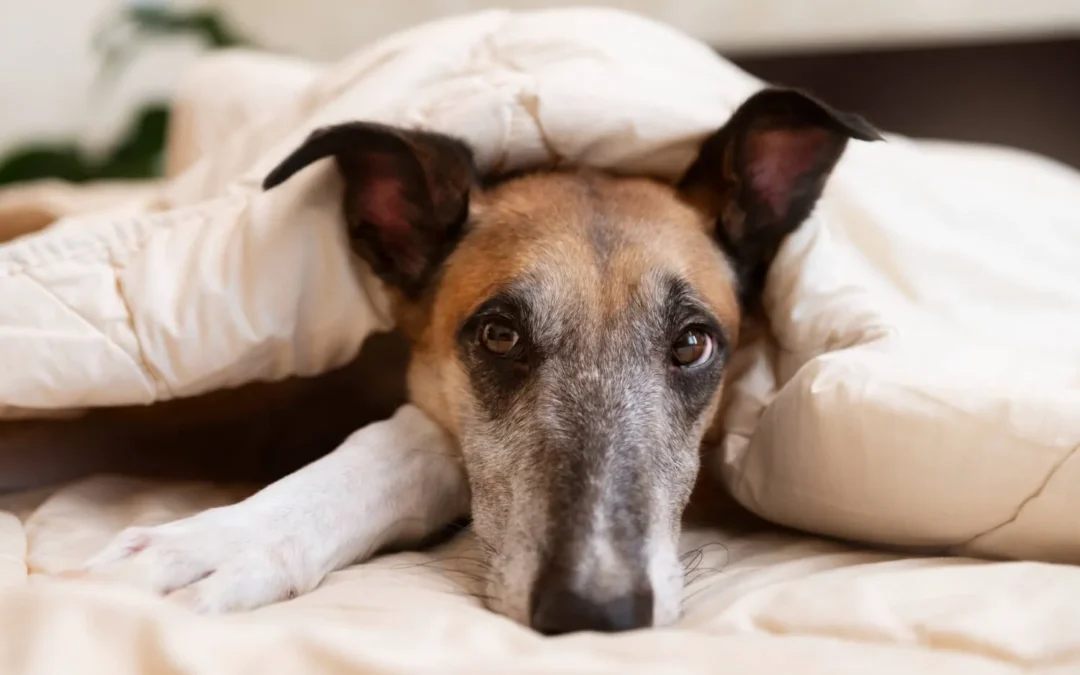 Leptospirosis: Una Amenaza Silenciosa para tu Mascota