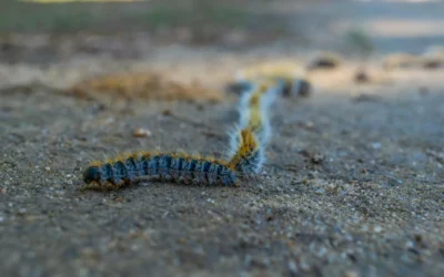 Procesionaria del pino: una urgencia veterinaria que debes conocer