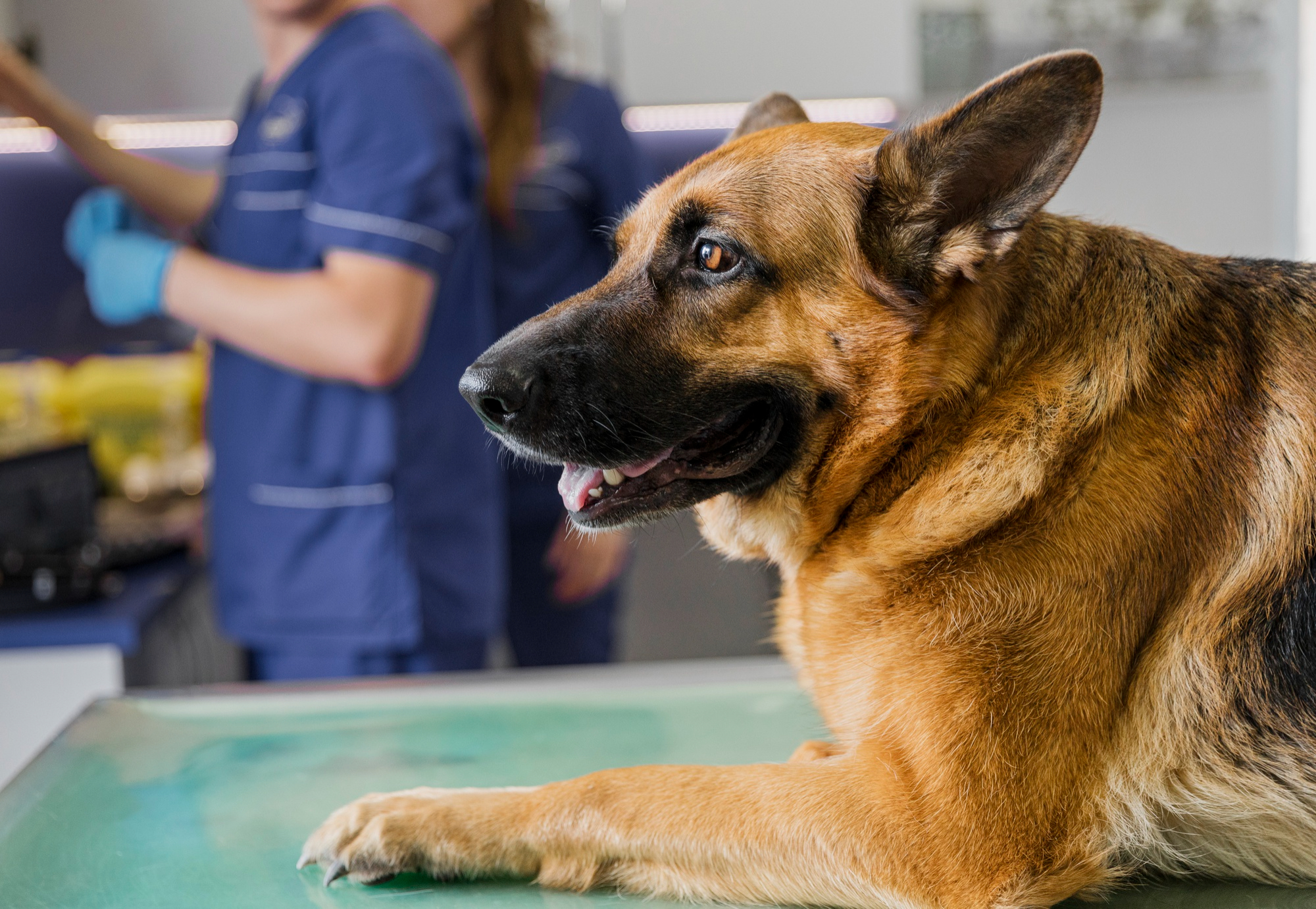 castracion perros – blog