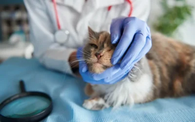 Citología en Veterinaria: Pros y Contras
