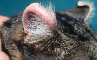 Condritis del pabellón auricular