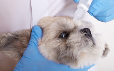 Conjuntivitis