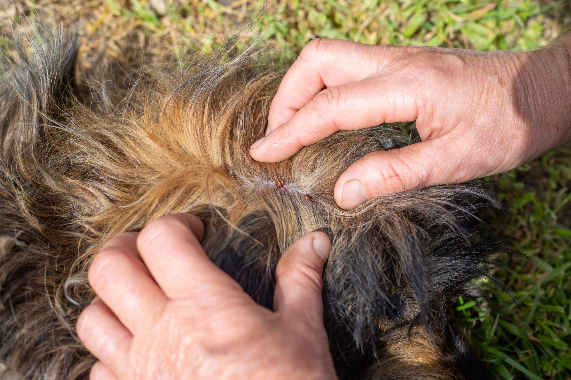 garrapatas en perros – blog