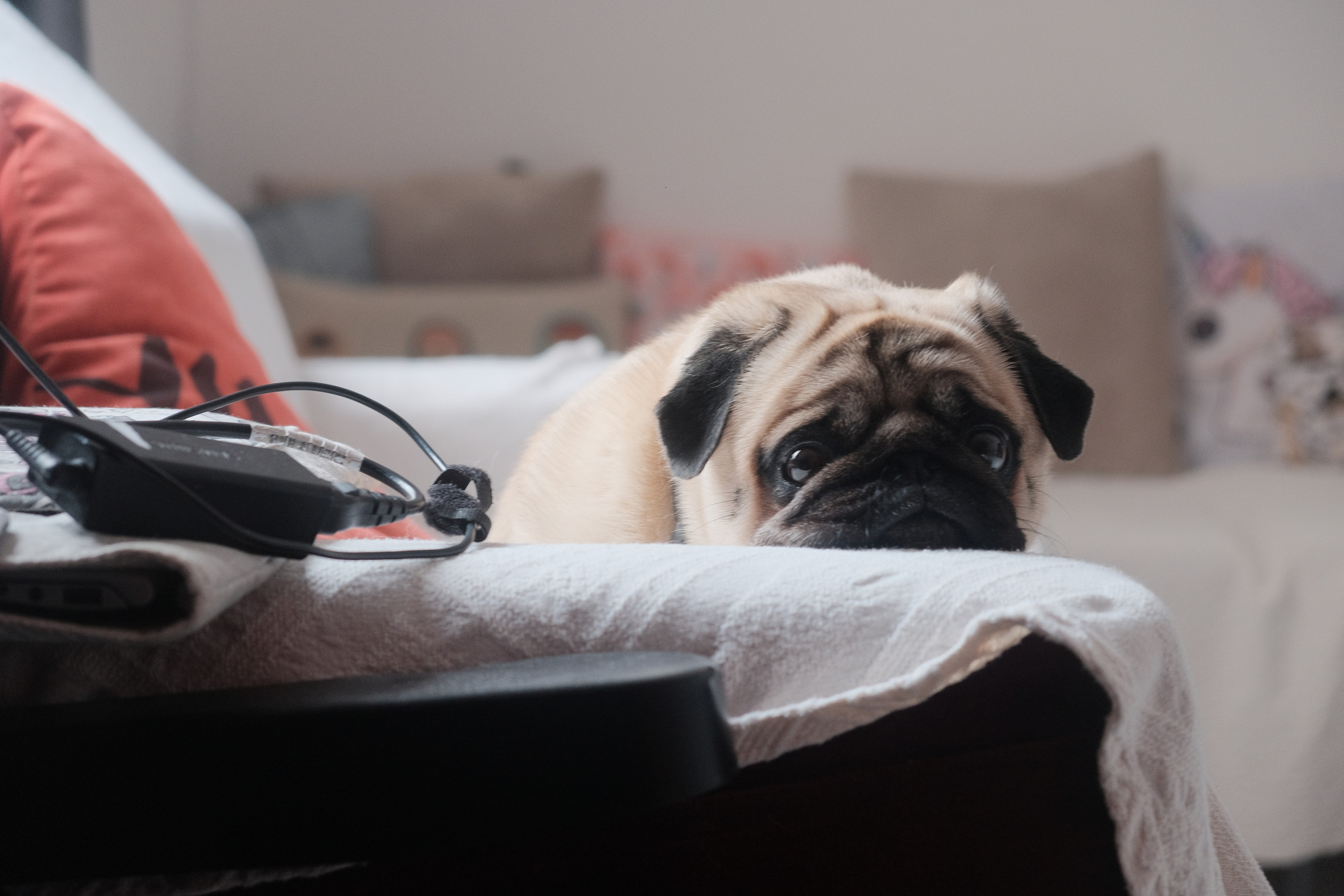 hipertension perro – blog
