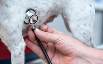 Prevención en salud animal: vacunas y revisiones