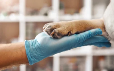 Dolor en animales: importancia de la analgesia multimodal