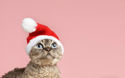 Mascotas y Navidad