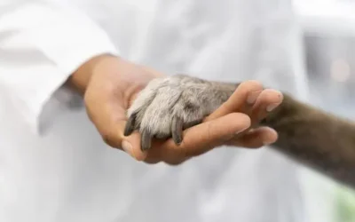 Medicina preventiva como seguro de salud