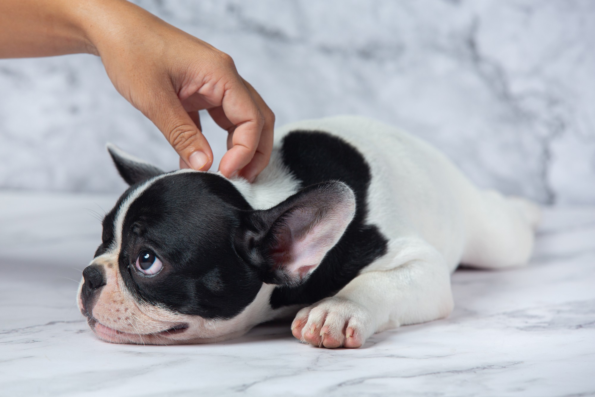 mitos oidos perros – blog