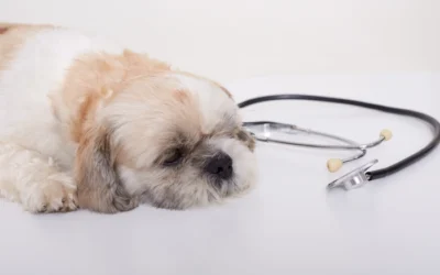 Osteoartrosis Canina: Lo que necesitas saber