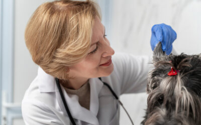 Mi perro tiene OTITIS