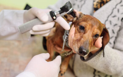Otitis externa