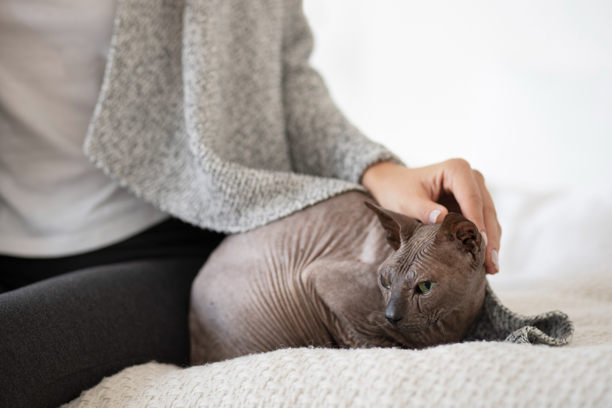 peritonitis felina – blog