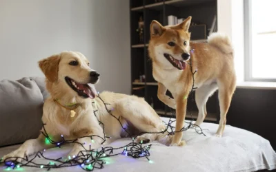 Recomendaciones perros y gatos en Navidad