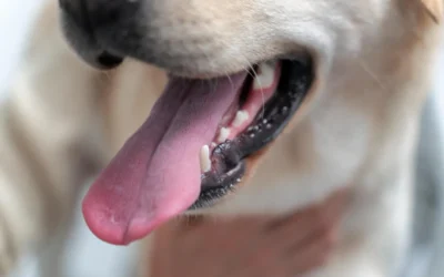 El Cuidado Dental en Mascotas: Un Pilar de su Bienestar