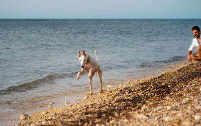 ¿Estuviste de vacaciones en la costa con tu mascota?