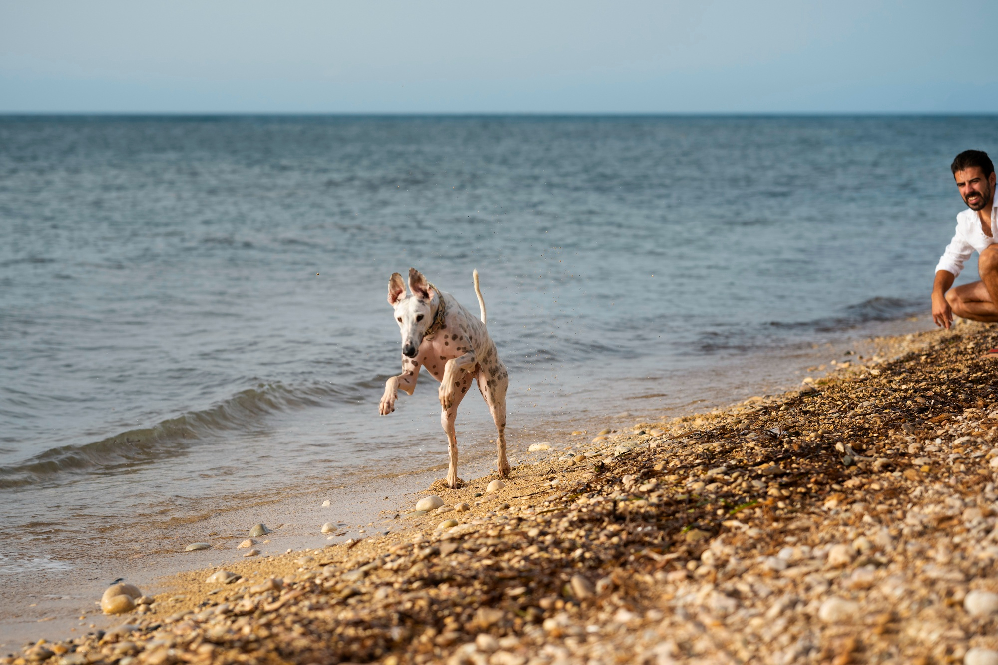 vacaciones en la costa con perro – blog